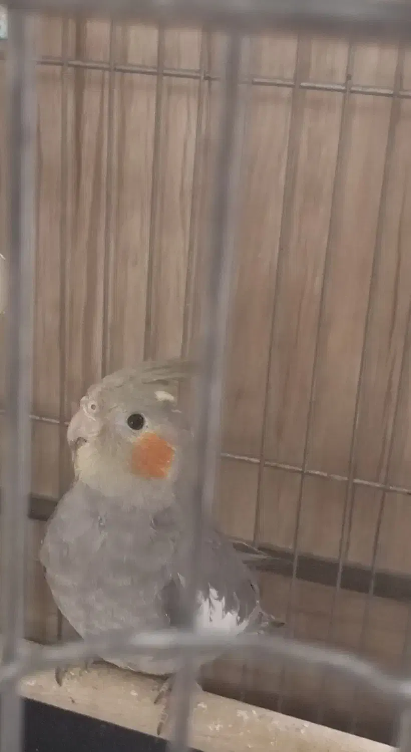 عروس هلندی ۴ ماهه سخن گو|پرنده|تهران, افسریه جنوبی|دیوار