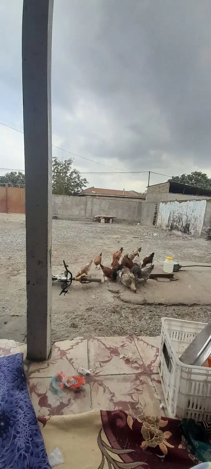 مرغ و خروی بفروش میرسد|حیوانات مزرعه|آق قلا, |دیوار