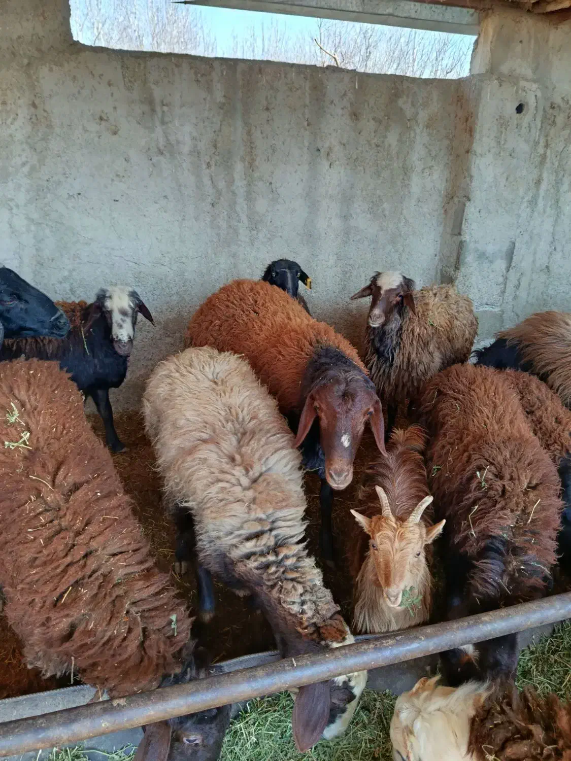 میش چاق|حیوانات مزرعه|هشتگرد, تهران دشت|دیوار