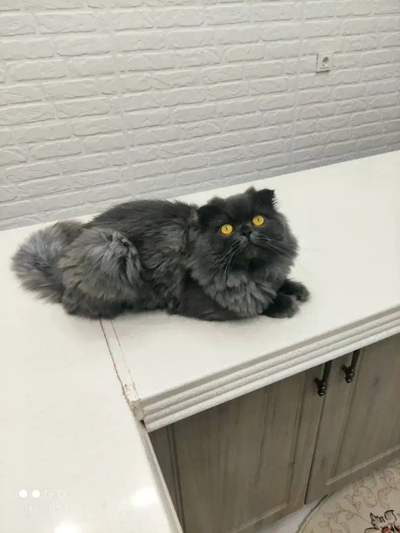 گربه اسکاتیش فولد لانگهِر Scottish Fold Longhair|گربه|پاوه, |دیوار