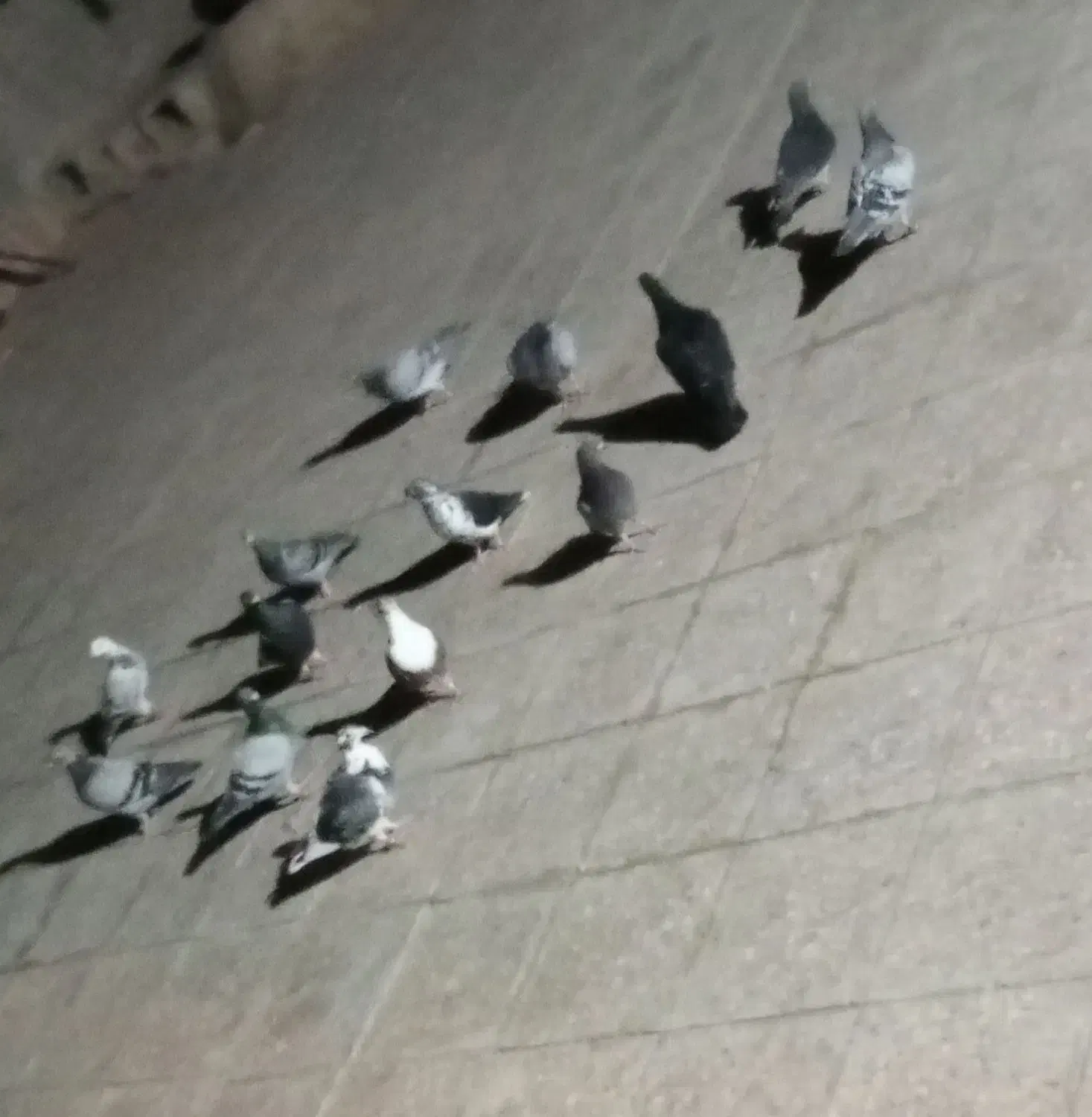 کبوتر  ماده سبز جوقی مگس|پرنده|کرباسک, |دیوار