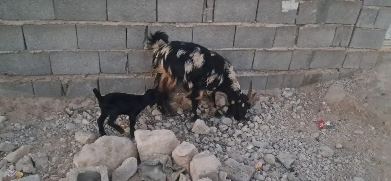 کولار کهره دار|حیوانات مزرعه|جنت, |دیوار