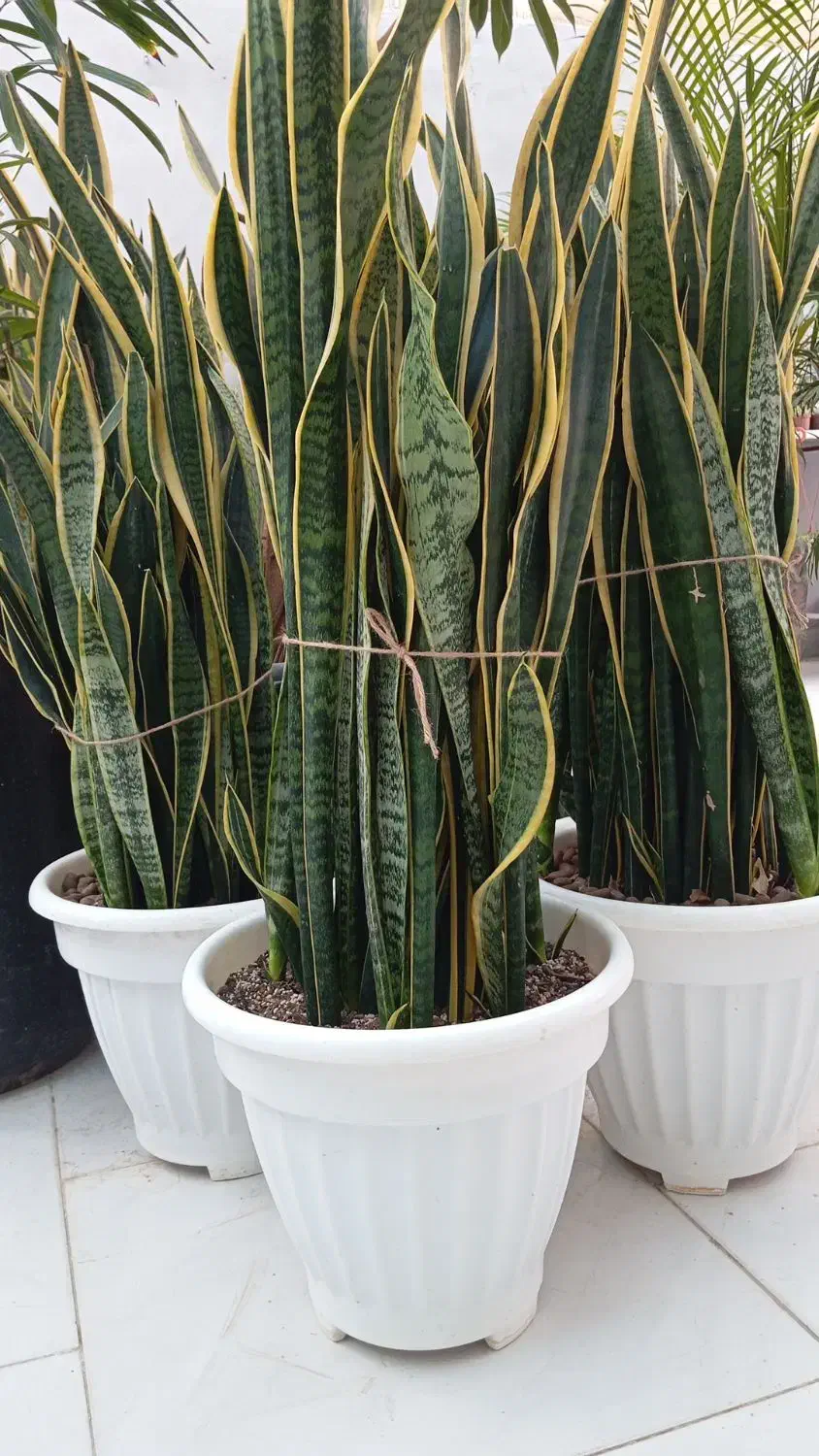 فروش انواع گل گیاه|گل و گیاه طبیعی|مشهد, شهرک صنعتی توس|دیوار