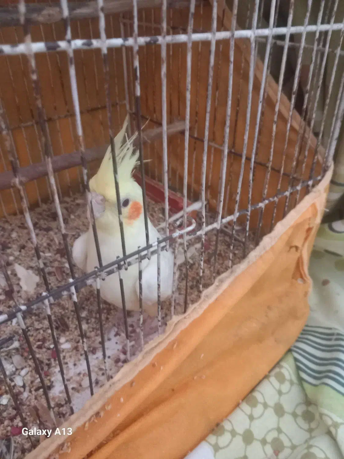 عروس هلندی|پرنده|قیدار, |دیوار