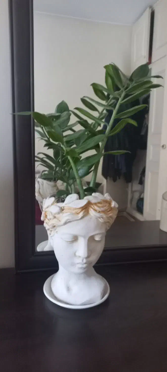 بنسای زاموفیلیا|گل و گیاه طبیعی|تهران, میرداماد|دیوار