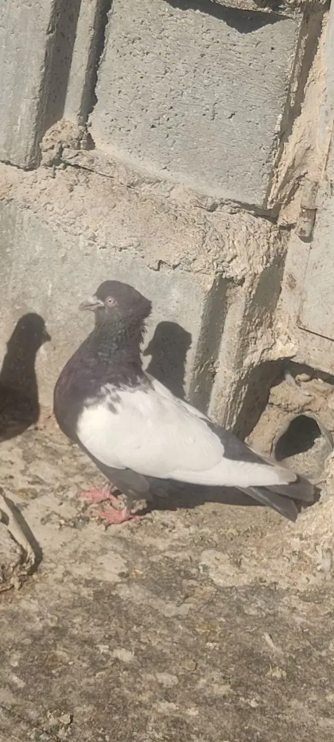 سینه قهوه ای ماده|پرنده|بختگان, |دیوار