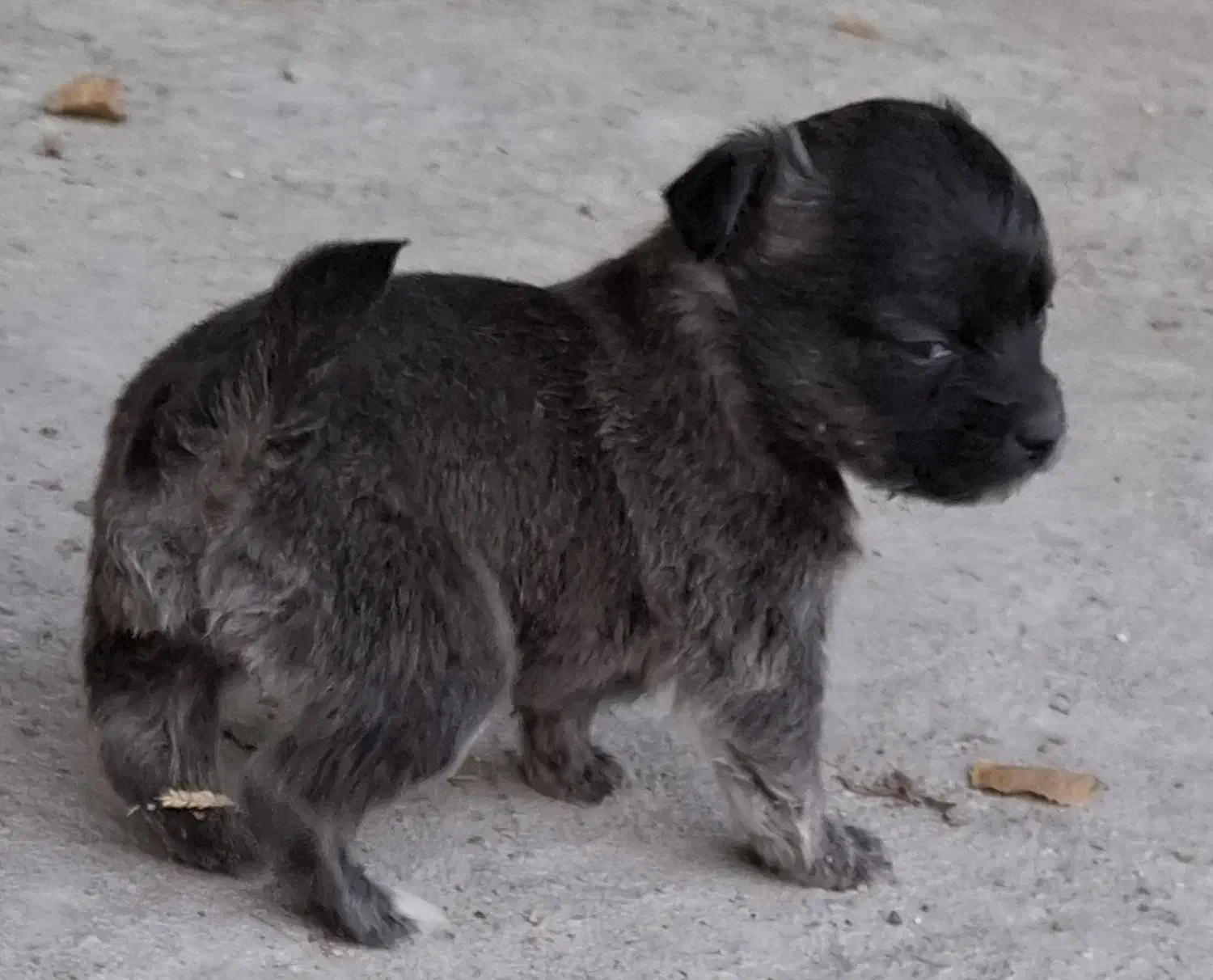 توله سگ|سگ|شیراز, شهرک رضوان|دیوار