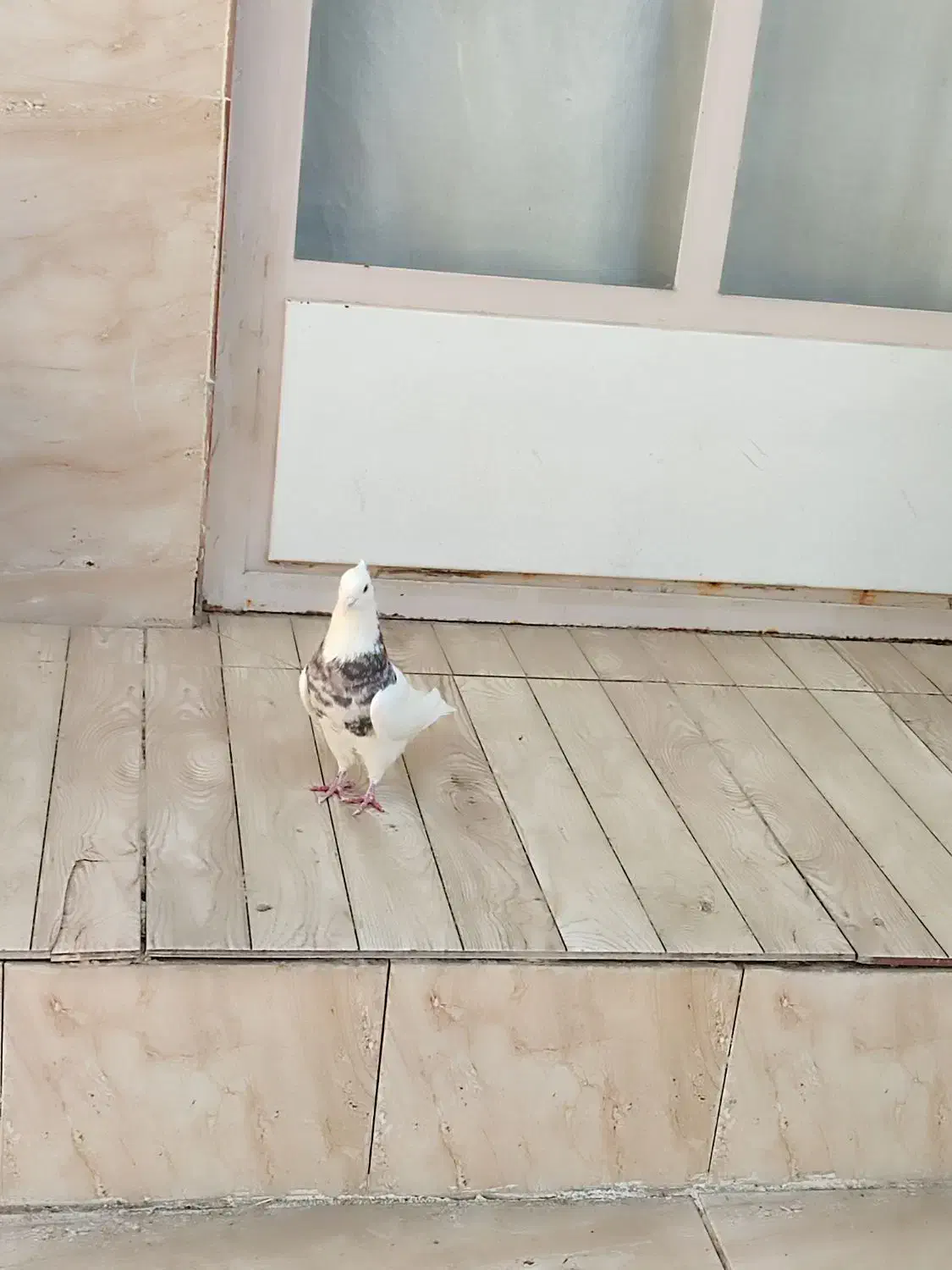 کفتر طوقی هفت رنگ نر پاک|پرنده|نجف‌آباد, یزدانشهر|دیوار