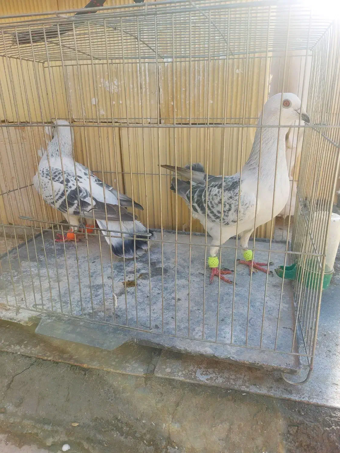 شامی پولکی|حیوانات|سبزوار, اسلام آباد|دیوار