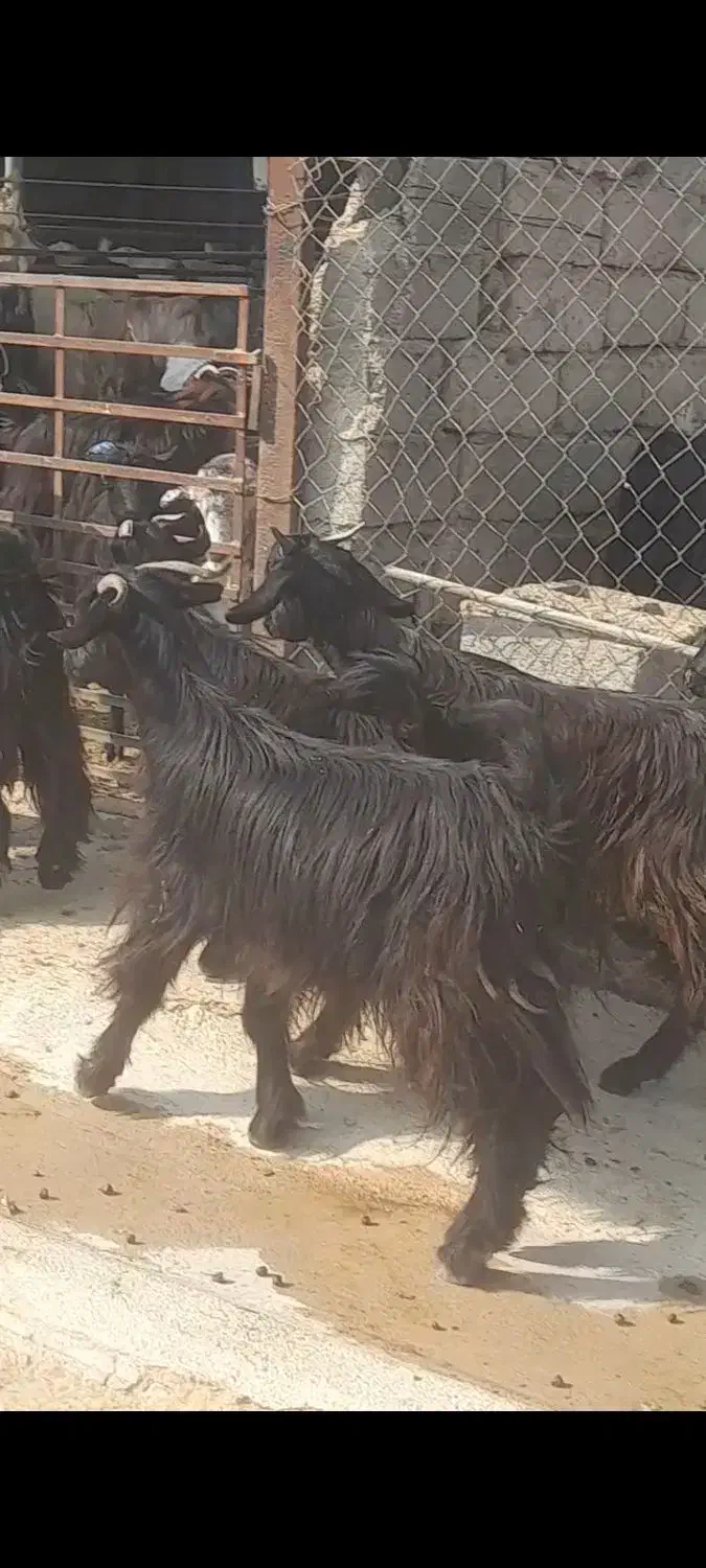 بز میش جوون|حیوانات مزرعه|بهبهان, |دیوار