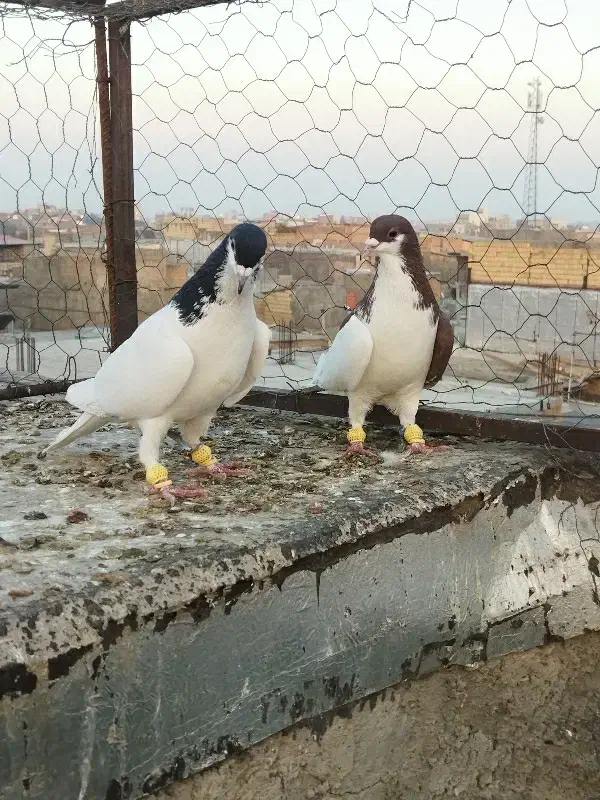 کبوتر پرنده.|پرنده|اقبالیه, |دیوار