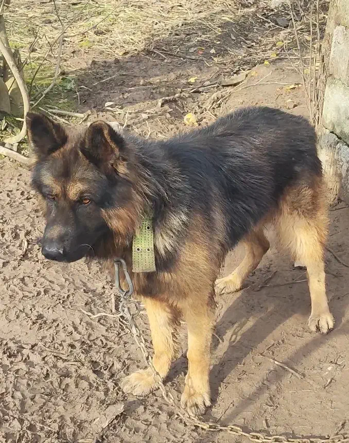 سگ ژرمن گمشده|حیوانات|کیاشهر, |دیوار