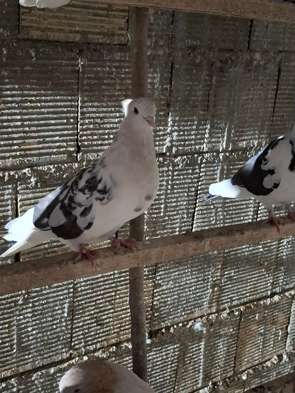 کبوتر فروشی|پرنده|زنده رود, |دیوار