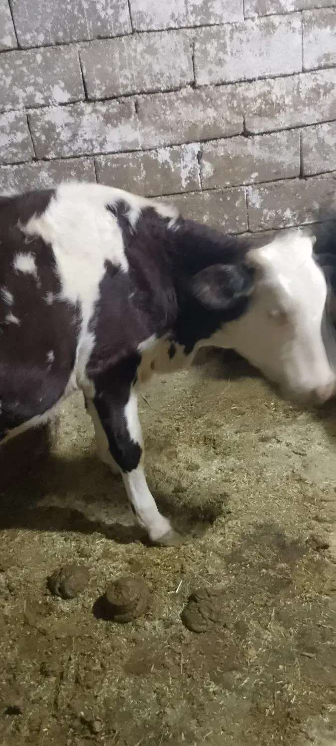 دو راس گوساله سمینتال|حیوانات مزرعه|سنندج, |دیوار