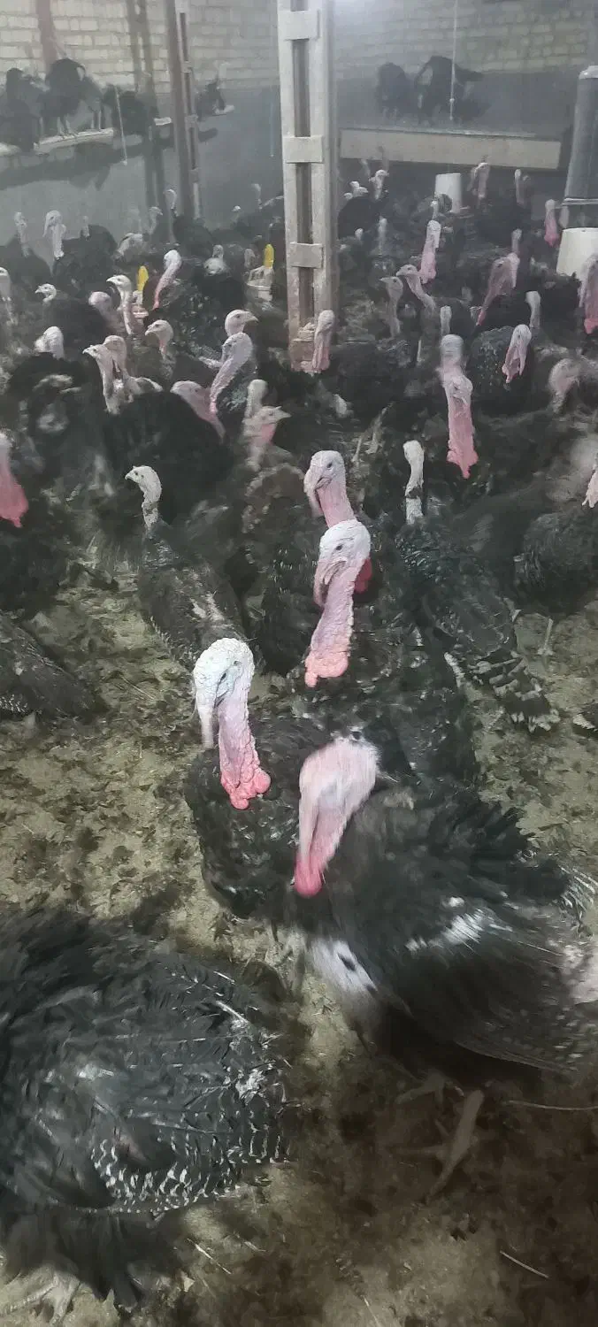 بوقلمون نر پرواری|حیوانات مزرعه|قیدار, |دیوار