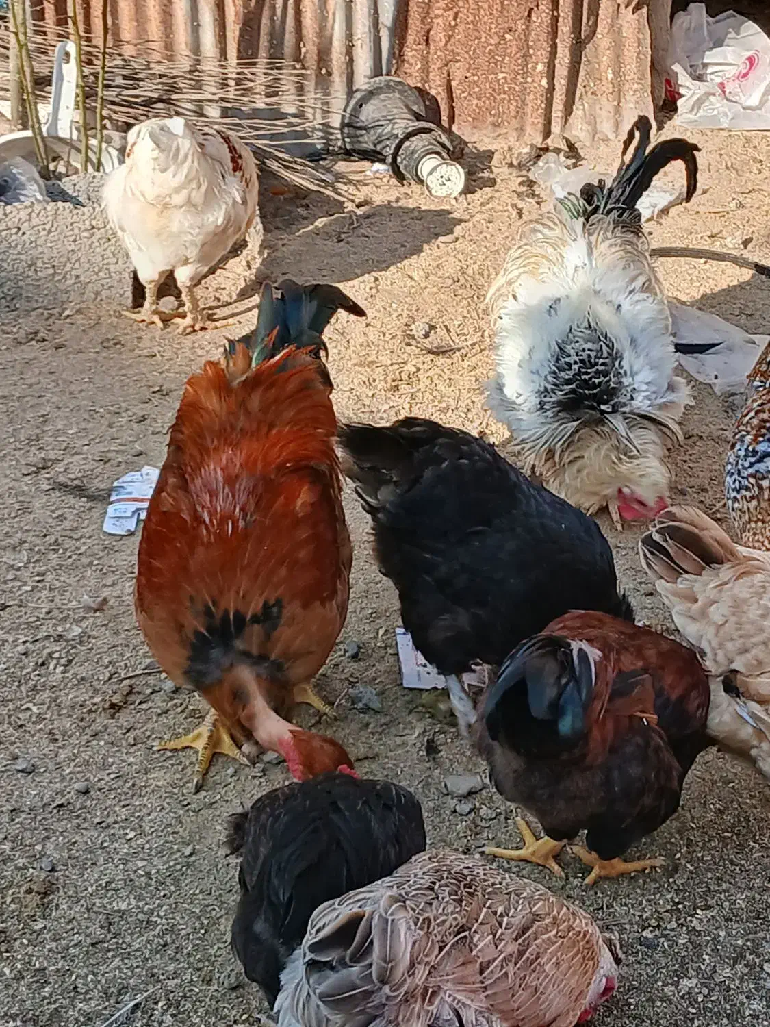 ۵ عددمرغ تخم گذارجوان ۲دوملیون|حیوانات مزرعه|منجیل, |دیوار