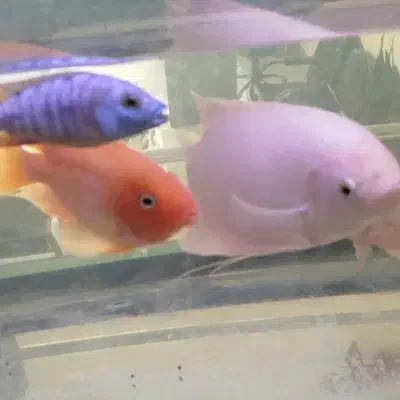 پرت|ماهی|اردبیل, |دیوار