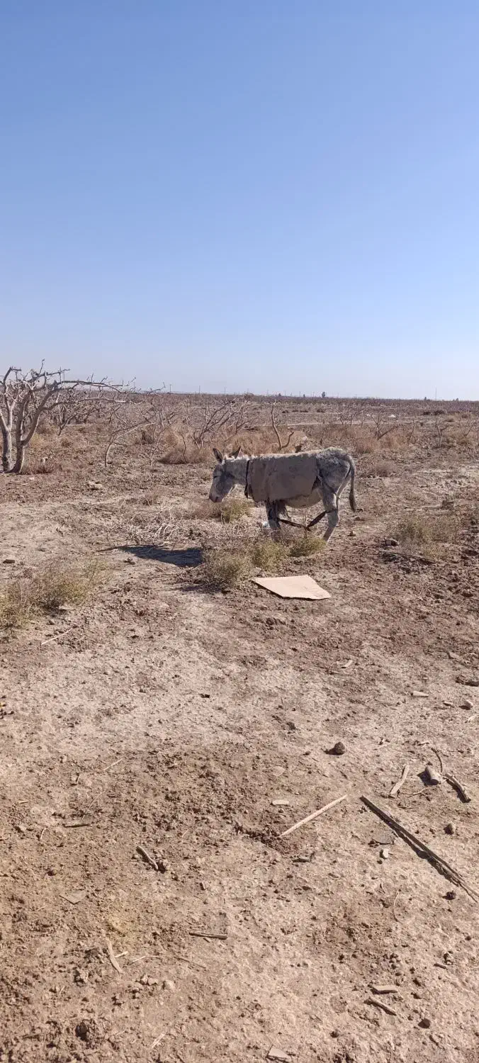 الاغ ماده حامله|حیوانات مزرعه|سیرجان, |دیوار