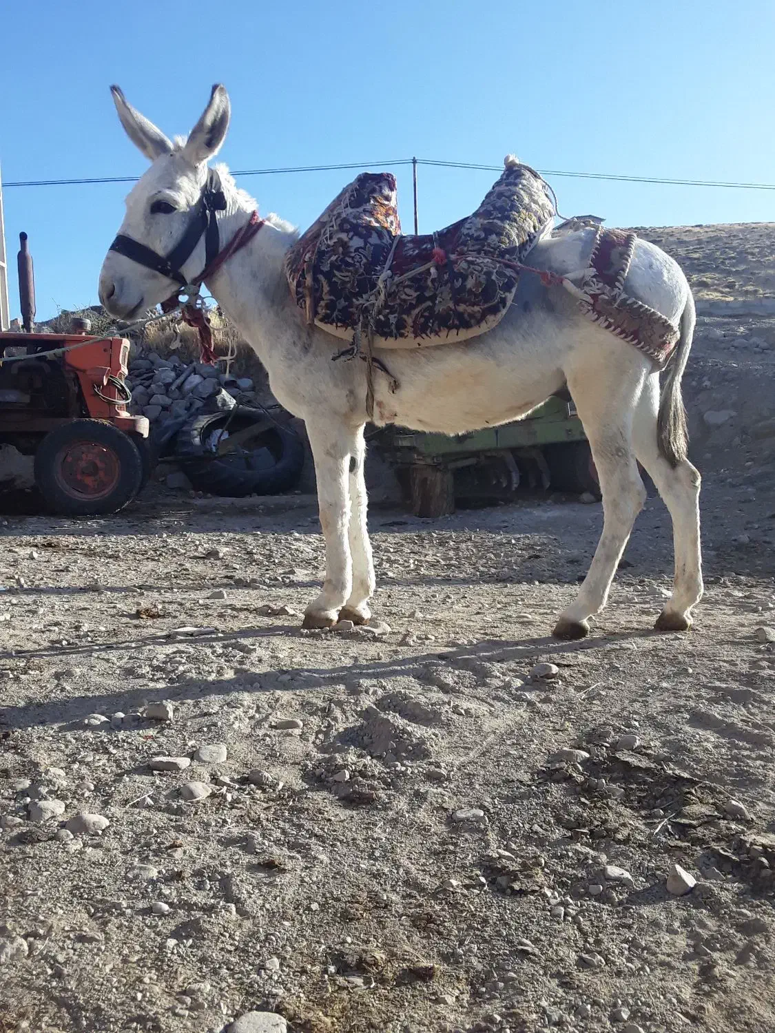 خر الاغ نر گوسفند ی|حیوانات مزرعه|تیکمه داش, |دیوار