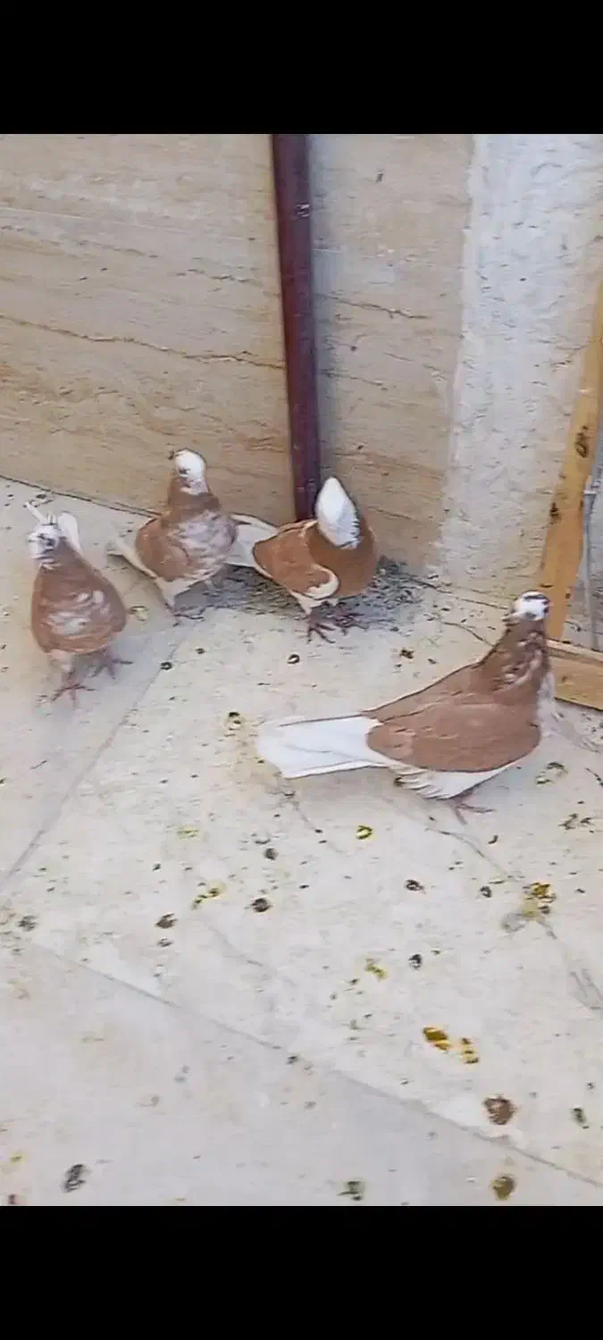 کبوتر شازده چهار جفت فروشی|پرنده|نورآباد, |دیوار