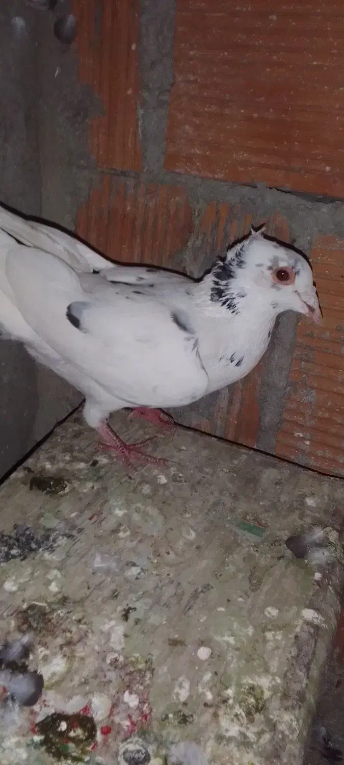 کبوتر غروب بازی|پرنده|گنبد کاووس, |دیوار