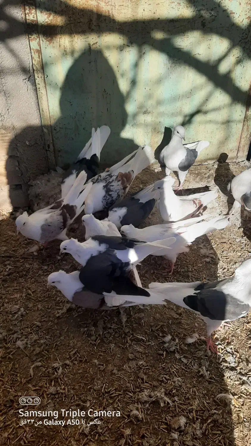 یه کله کفتر|پرنده|سیلاخور, |دیوار