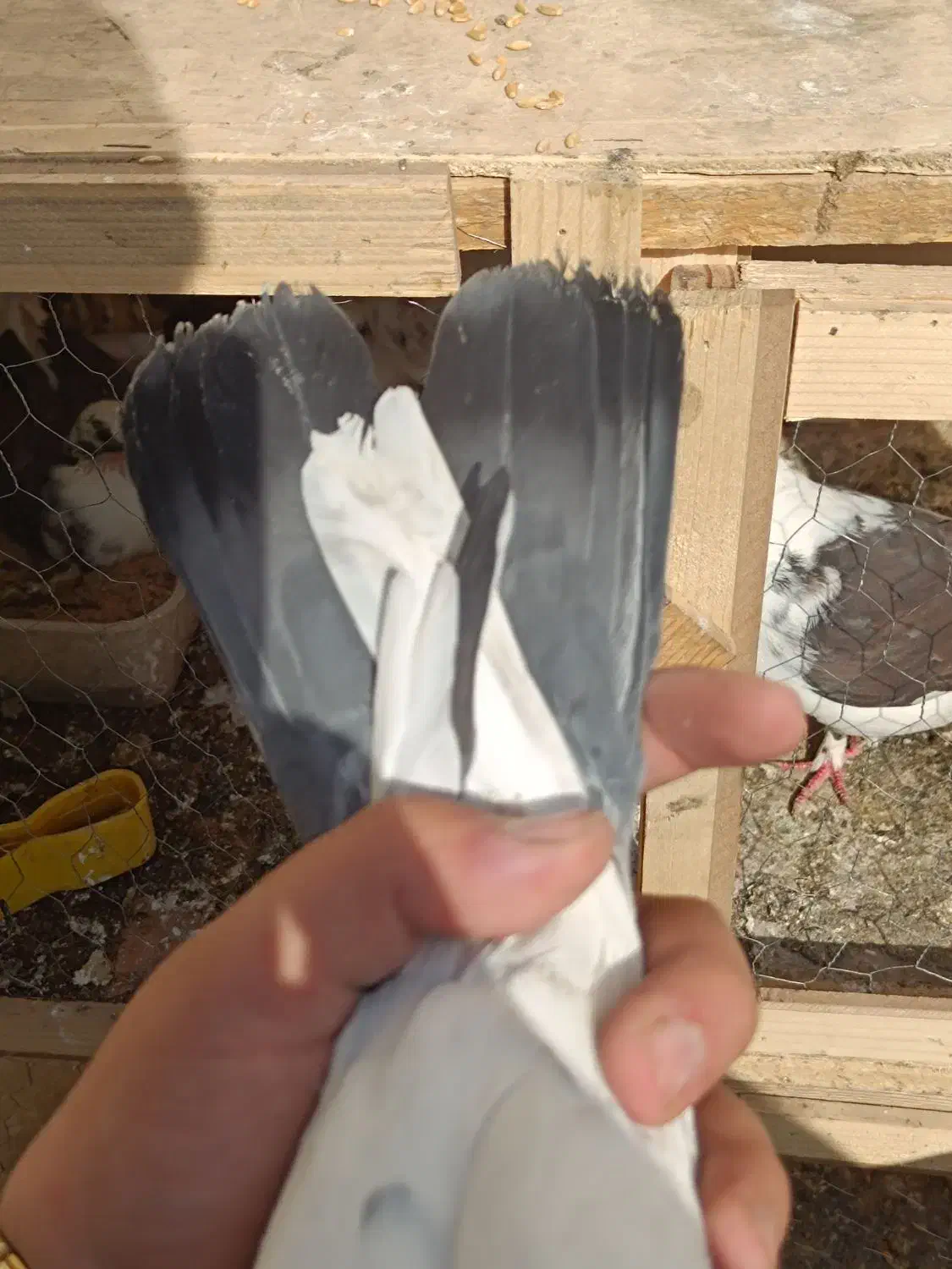 کفتر پرشی|پرنده|تهران, آهنگ|دیوار