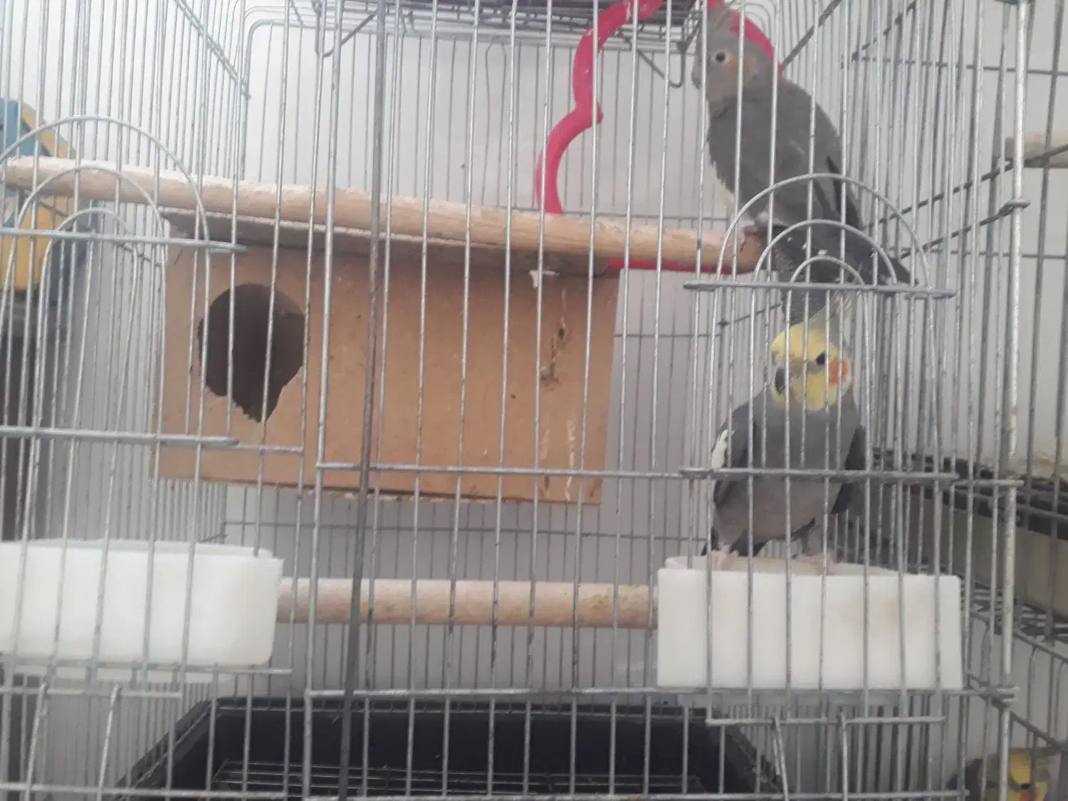 دو جفت عروس هلندی با قفس نو|پرنده|شیراز, سعدیه شمالی|دیوار