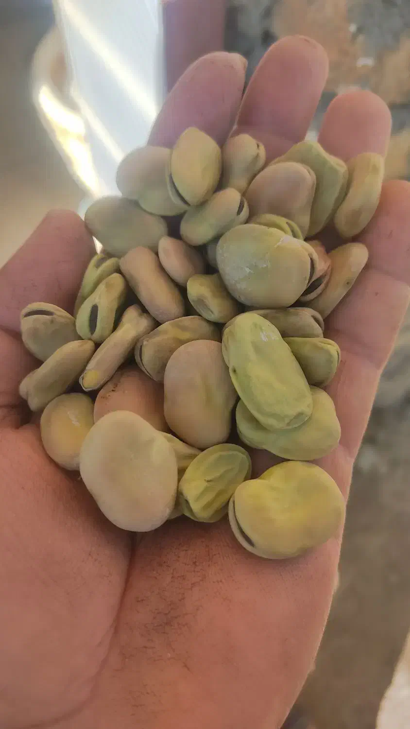 باقله|عمده‌فروشی|بیلوار, |دیوار