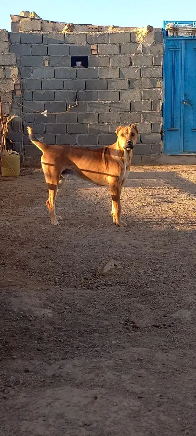 حیون نسل دار|سگ|تربت جام, جامرود|دیوار