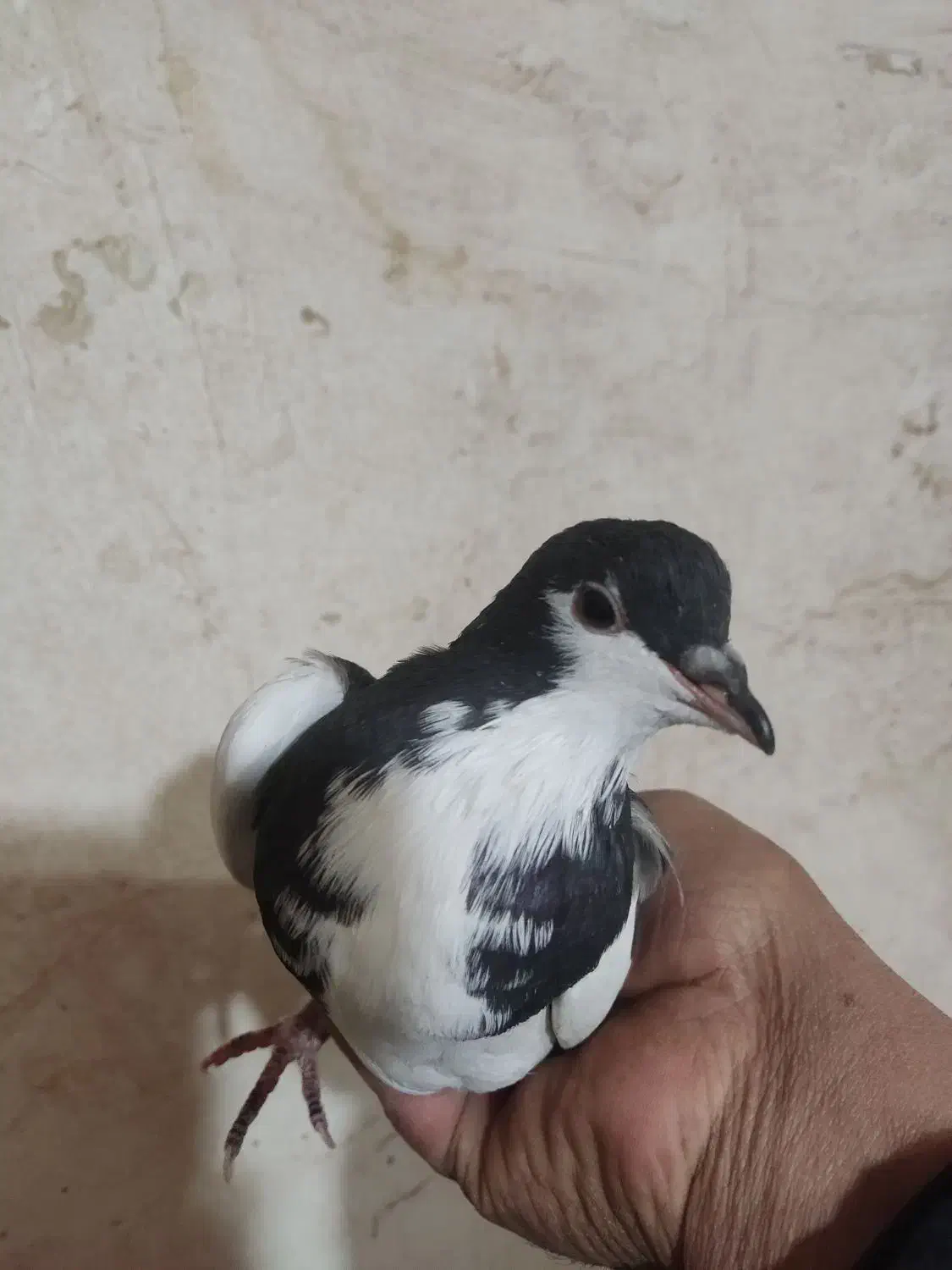 کفتر یکت پلاس سیاه و کفتر دوکت پلاس|پرنده|قم, شهر قائم|دیوار