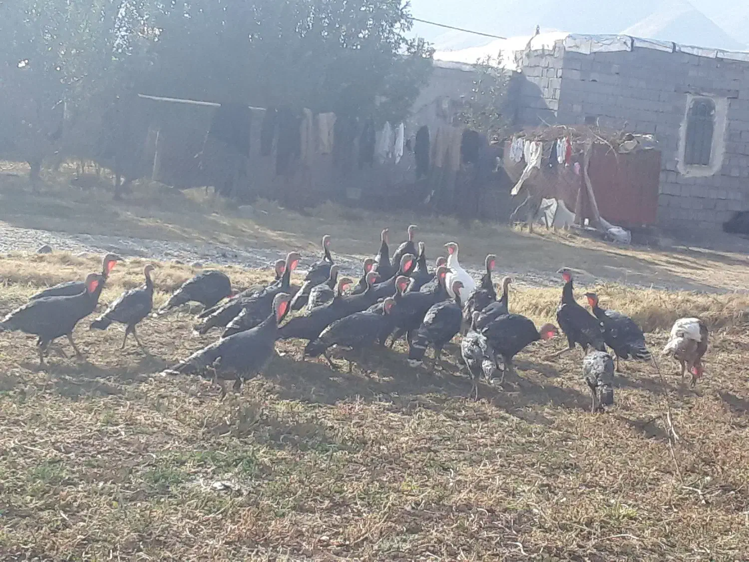 فروش بوقلمون محلی و قاز وقوقاز آدرس مرگور زیوه|حیوانات مزرعه|ارومیه, |دیوار