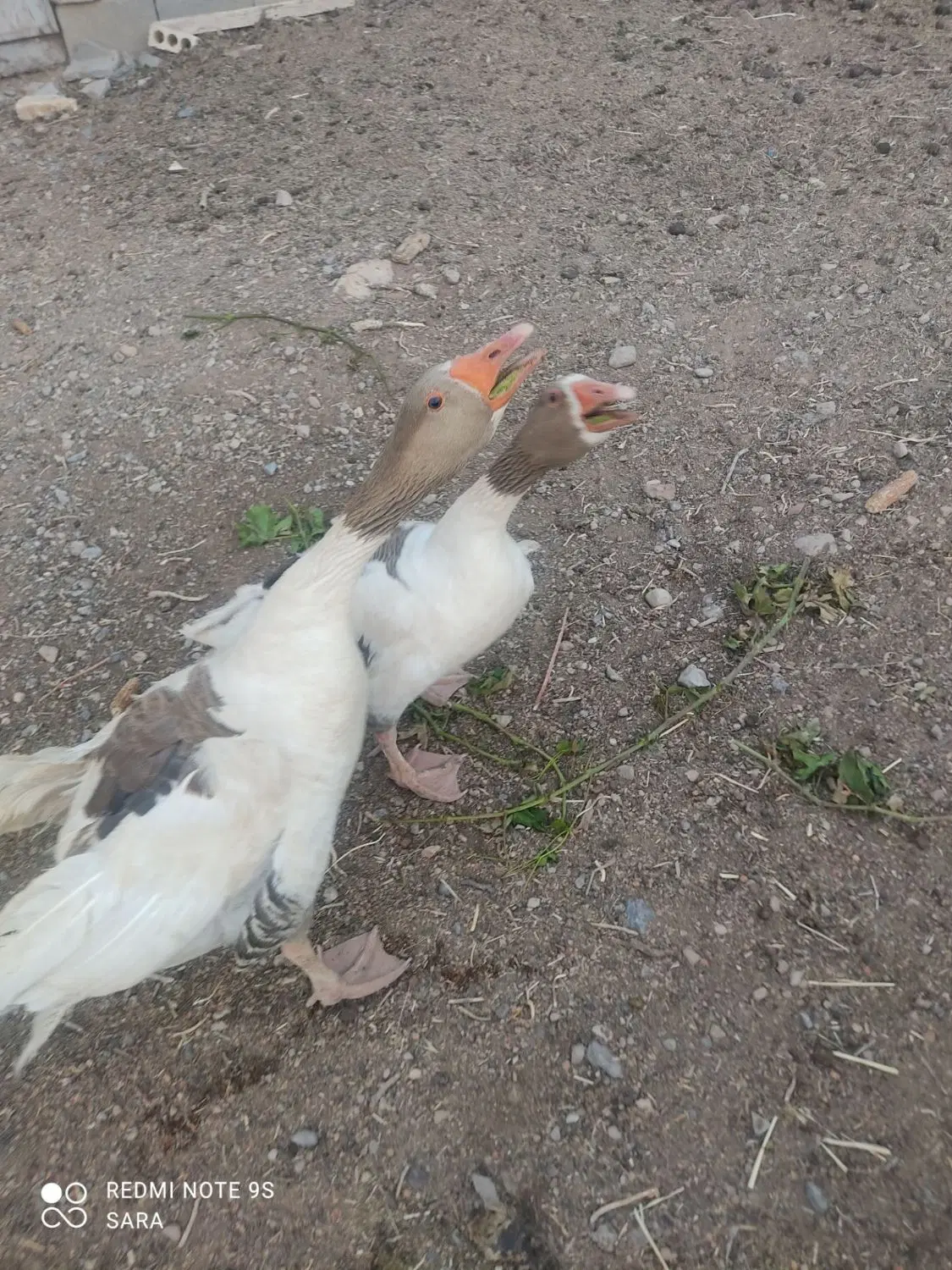 غاز|حیوانات مزرعه|مرودشت, ژیان|دیوار