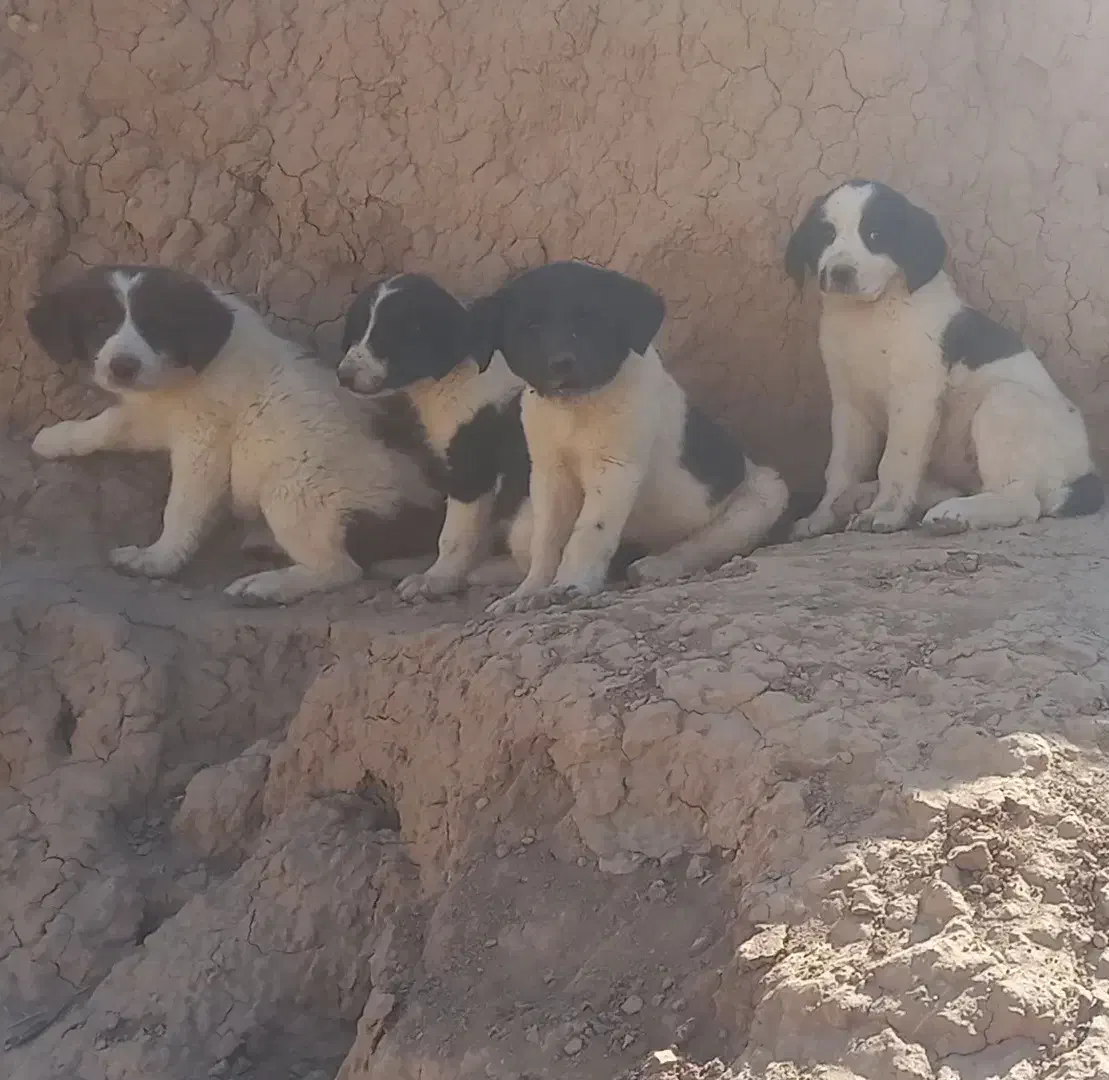 توله سگ|سگ|برخوار, |دیوار