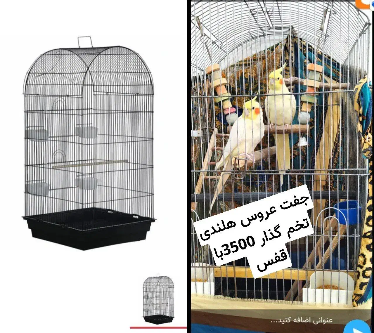 عروس هلندی|پرنده|طبس, |دیوار