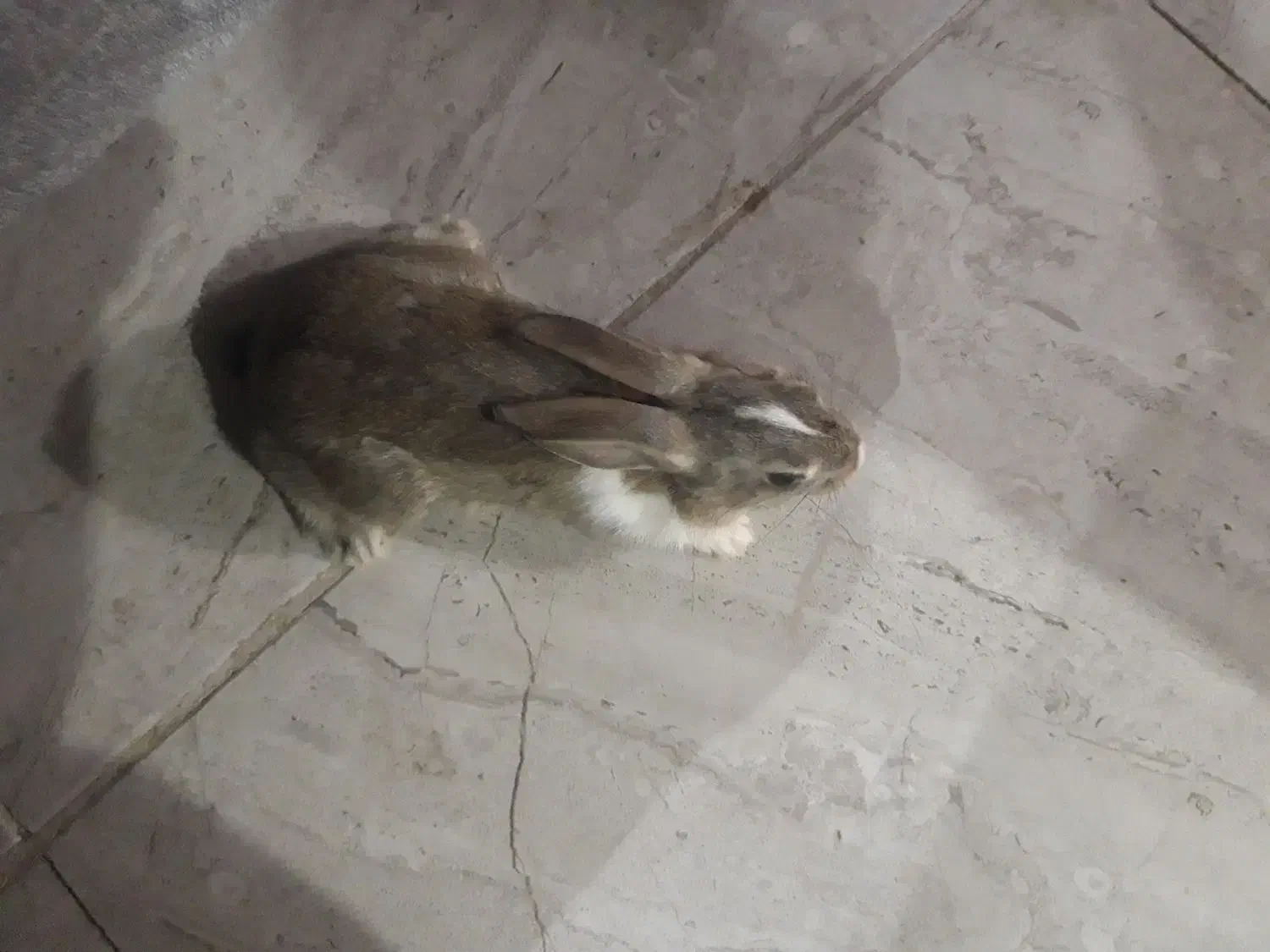 خرگوش|موش و خرگوش|بیرجند, |دیوار