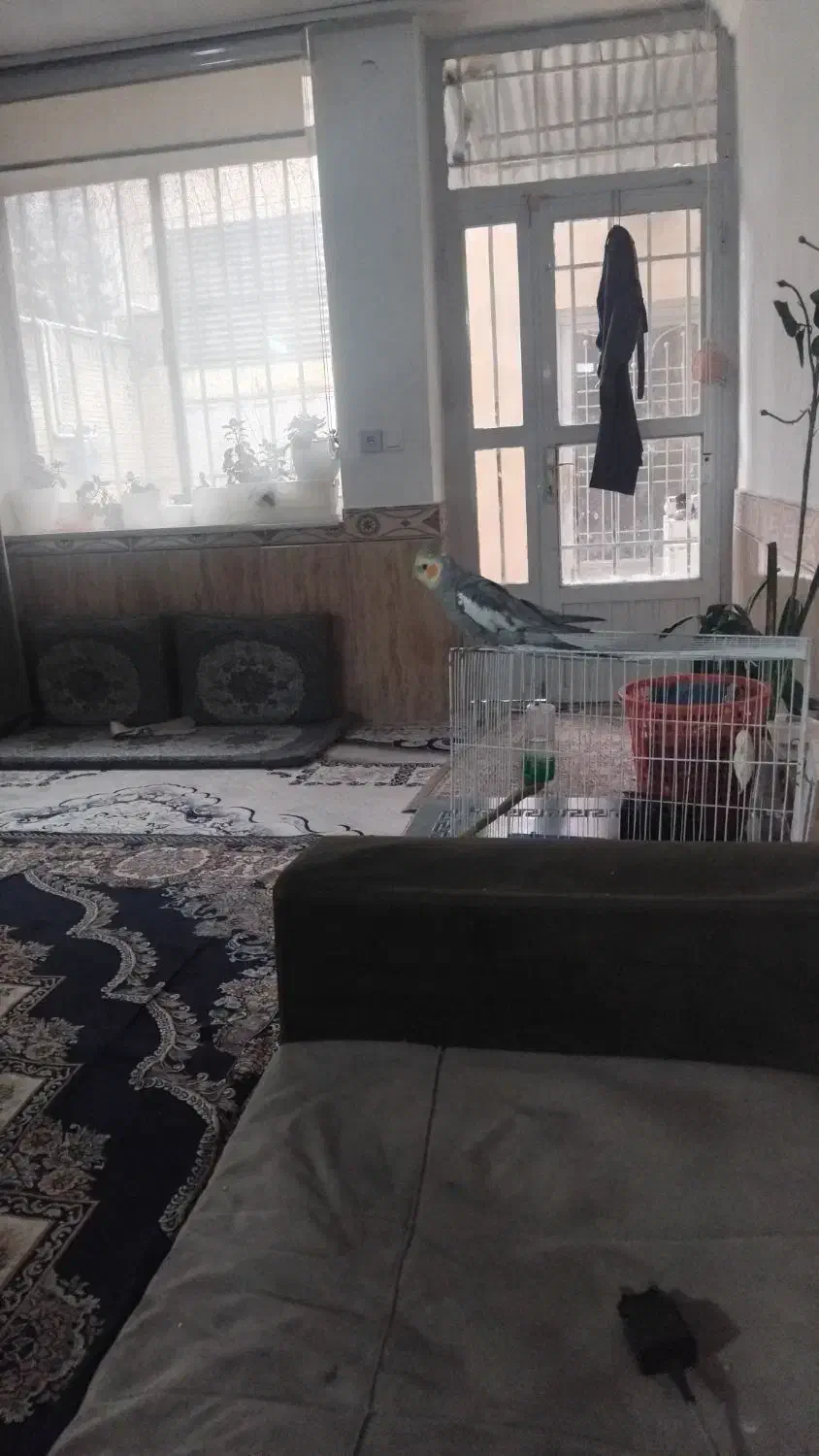 عروس هلندی|حیوانات|مشهد, هنرور|دیوار