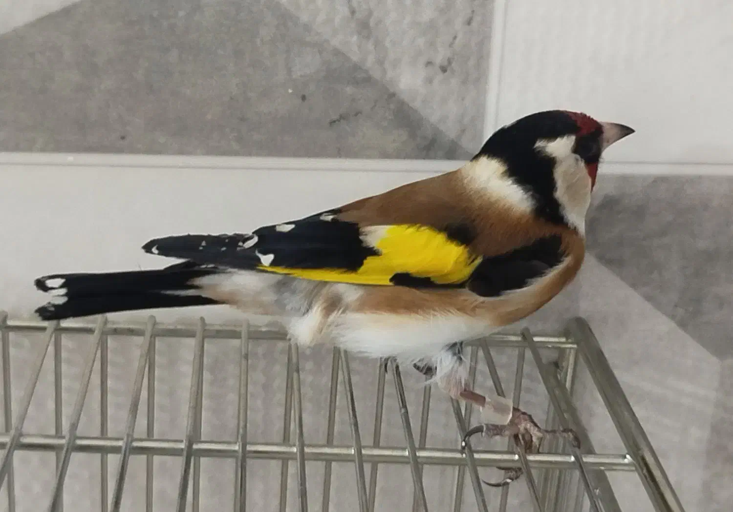 سهره ماده گاوی عتیقه|پرنده|اردبیل, |دیوار