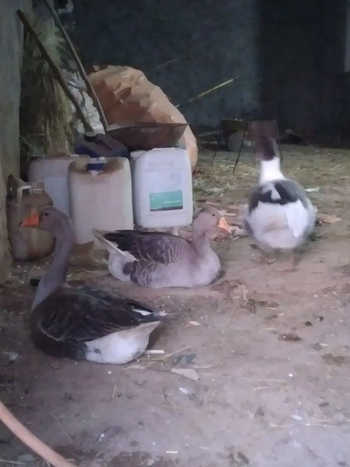 غاز|حیوانات مزرعه|شوشتر, |دیوار