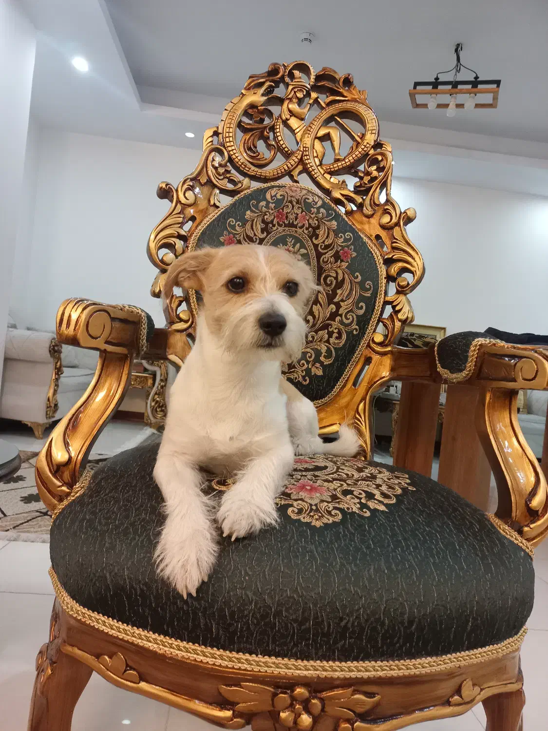 واگذاری|سگ|تهران, مروارید شهر|دیوار