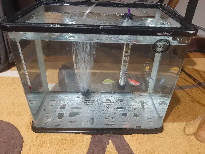 آکواریوم شیشه‌خم ماهیران|ماهی|ارومیه, |دیوار