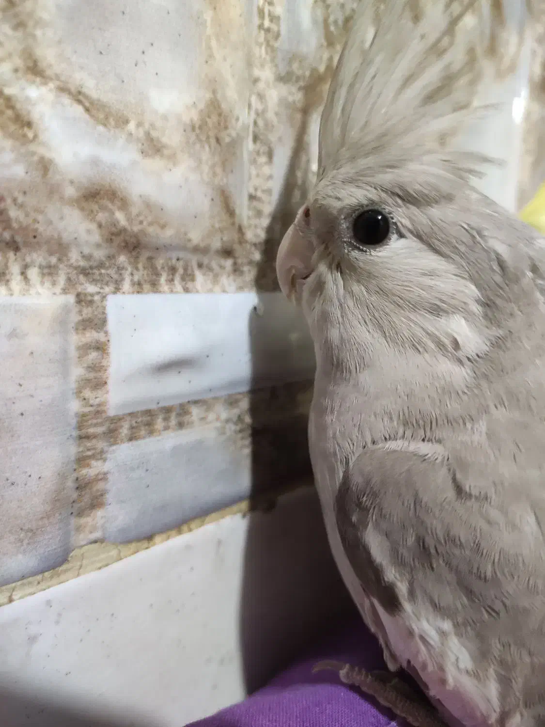 عروس هلندی گمشده ، گم شده|حیوانات|بوشهر, |دیوار