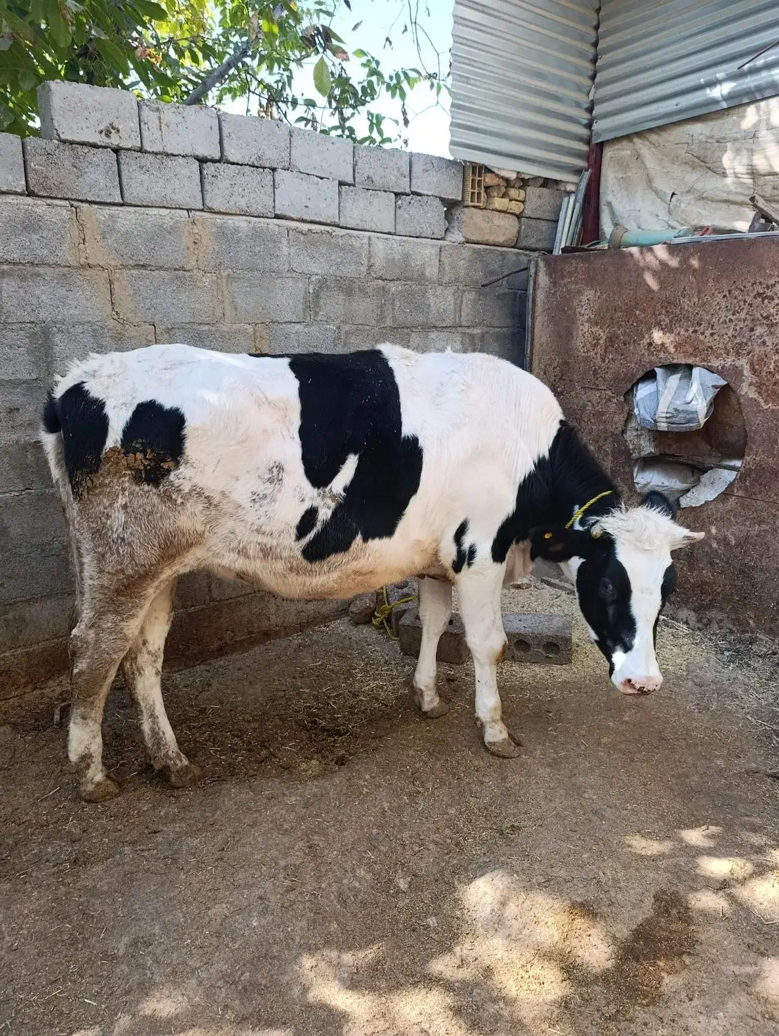 فروش ماده گاو هولوشتان ۱۵ماهه باردار|حیوانات مزرعه|اردل, |دیوار