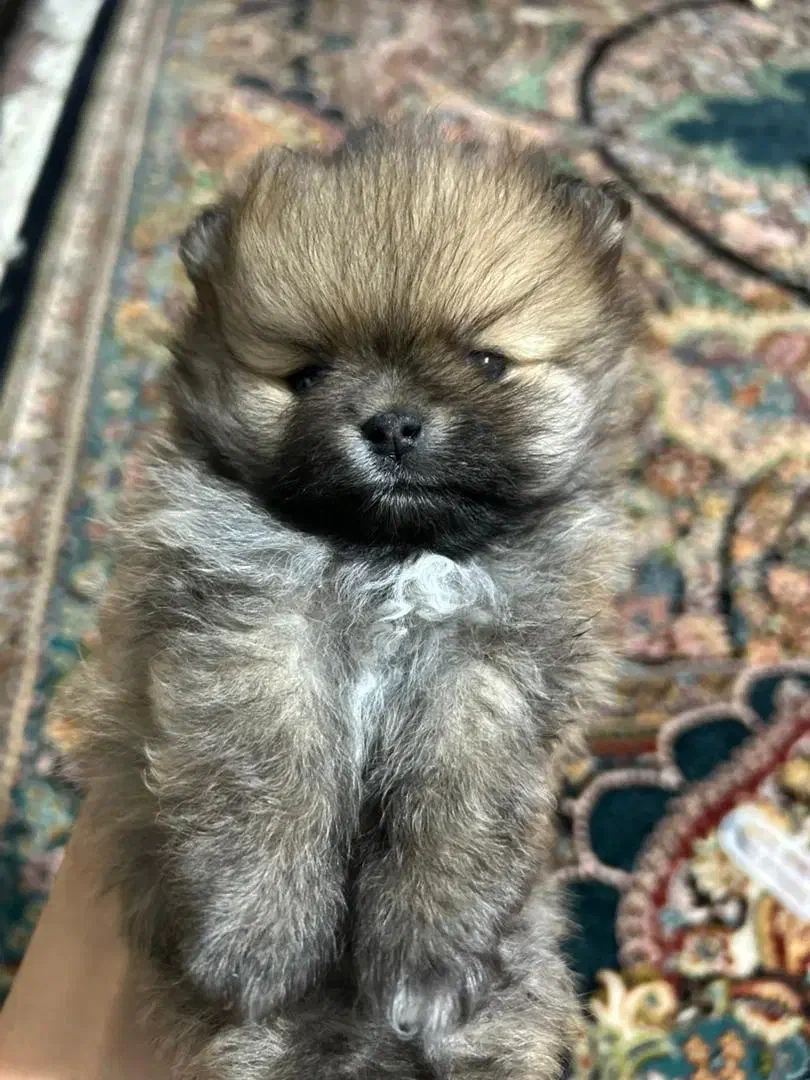 سگ پامر|سگ|نسیم‌شهر, |دیوار