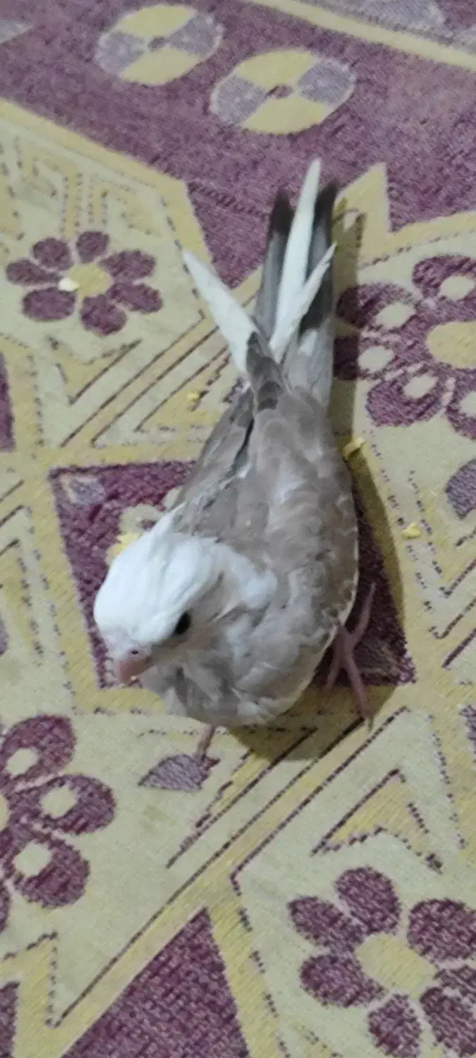 عروس هلندی سرلاکی|پرنده|سیرجان, |دیوار