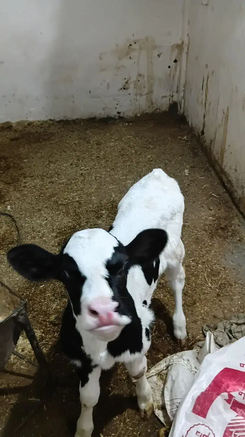 گوساله شیری ماده  هلشتاین اصل|حیوانات مزرعه|بروجرد, |دیوار