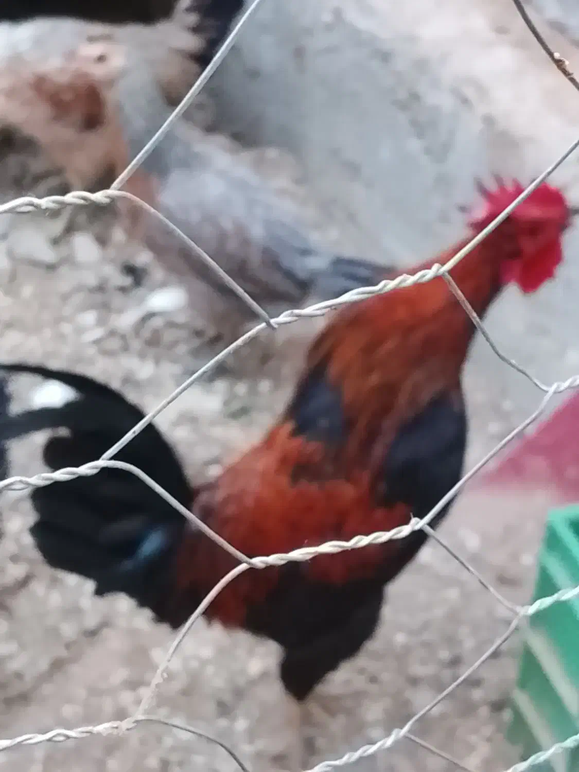 خروس محلی|حیوانات مزرعه|بندر گناوه, |دیوار