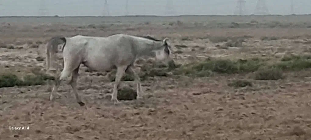 اسب حمدانی سمری|اسب و تجهیزات اسب‌سواری|اهواز, غیزانیه|دیوار