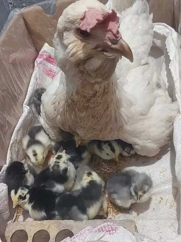 مرغ و ۱۹ عدد جوجه یک روزه|حیوانات مزرعه|ایذه, |دیوار