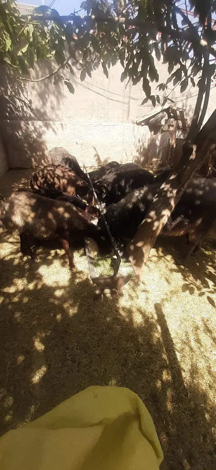 میش وبز و قوچ|حیوانات مزرعه|پردیس, فاز ۸|دیوار